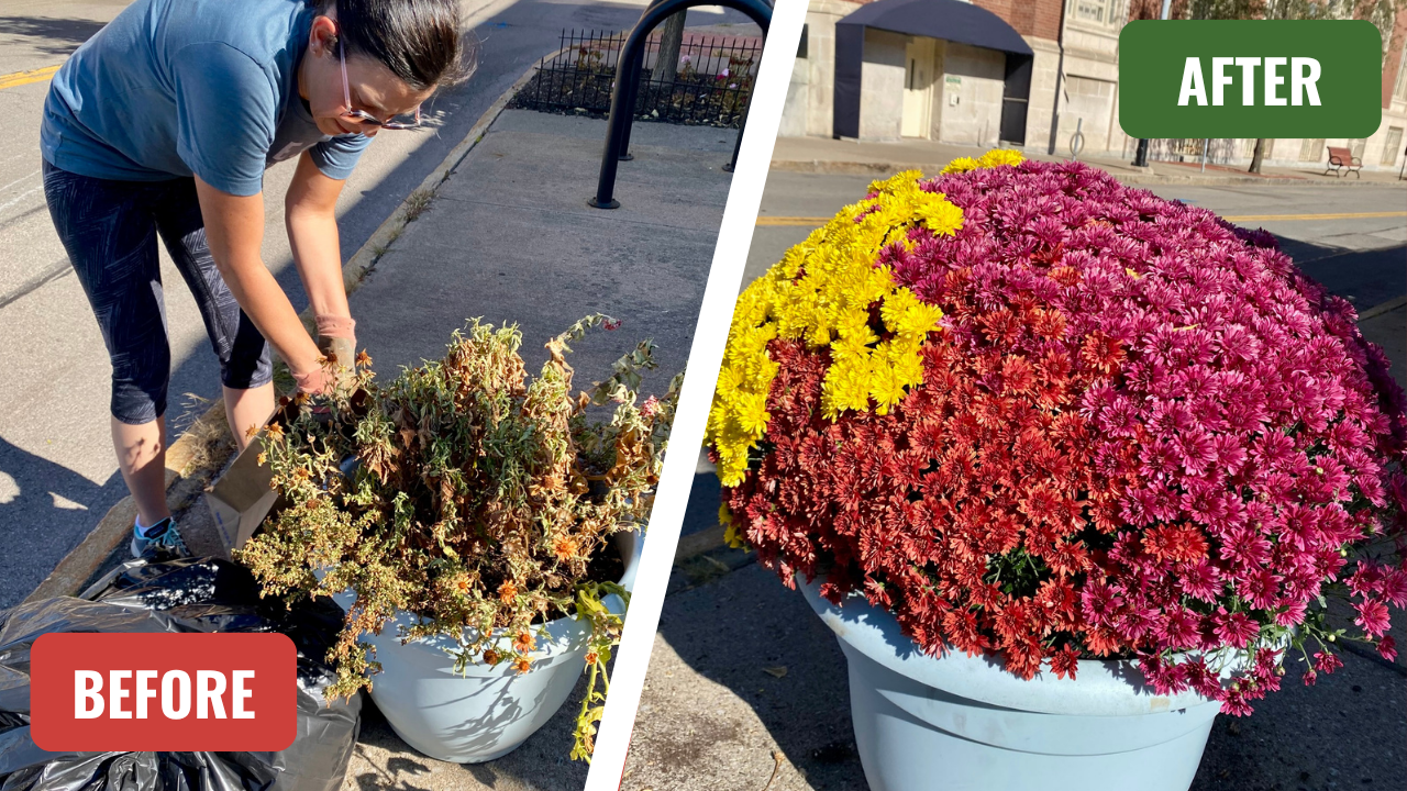 Swapping Summer Flowers with Mums