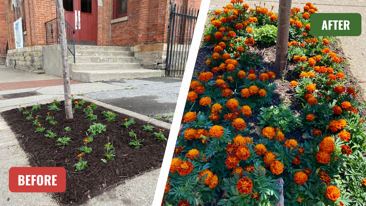 Marigolds on Andrews
